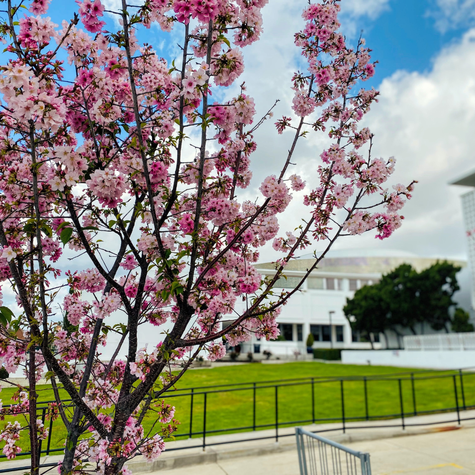 A tree covered in pink blossoms is in full bloom against a partly cloudy blue sky. In the background, there’s a green lawn and the Alhambra Library building.