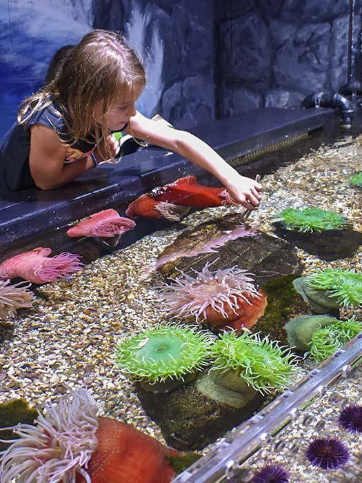 Child leaning in to touch sea creature in tidepool tank