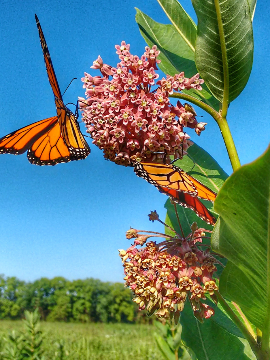 Monarch butterfly perched on milkweed plant.