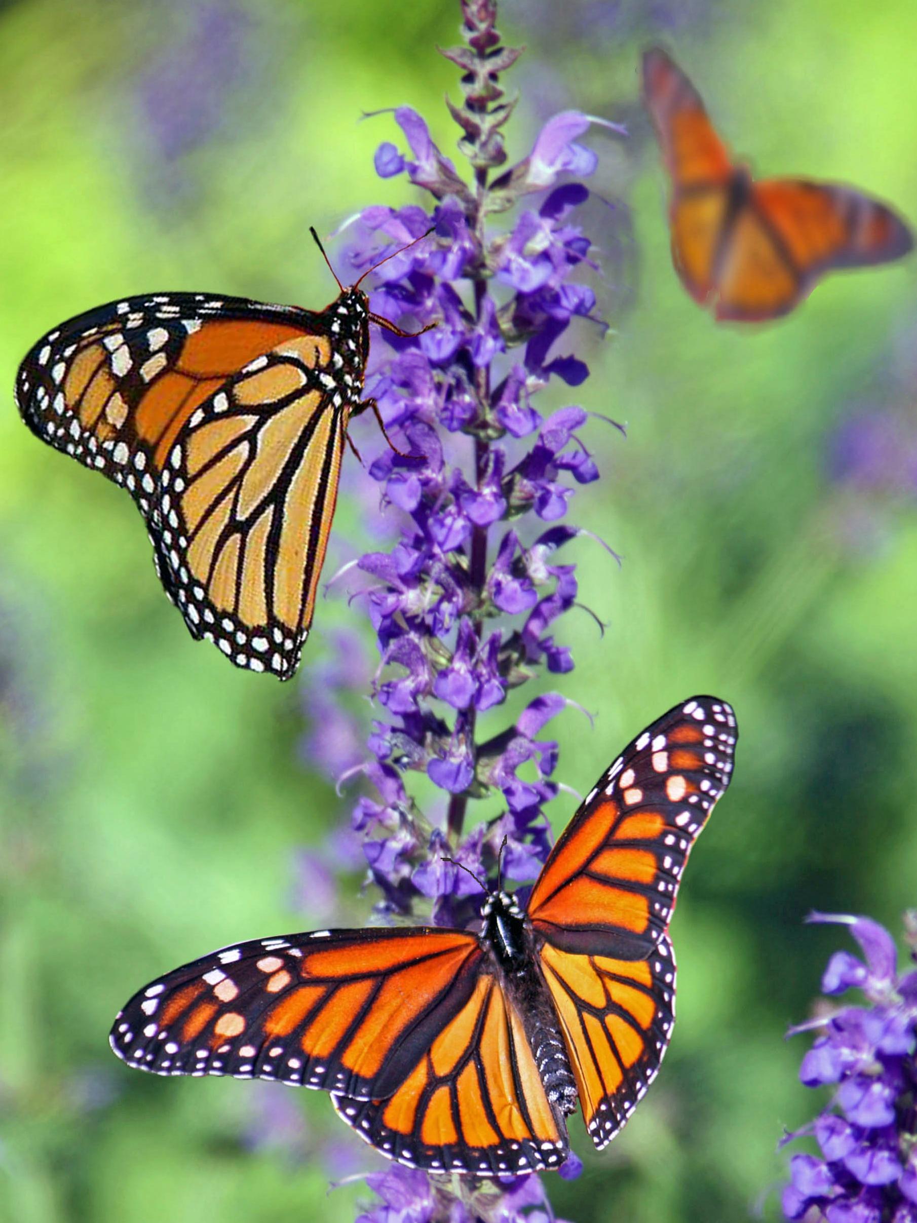 Butterflies Sitting On Lavender Flower