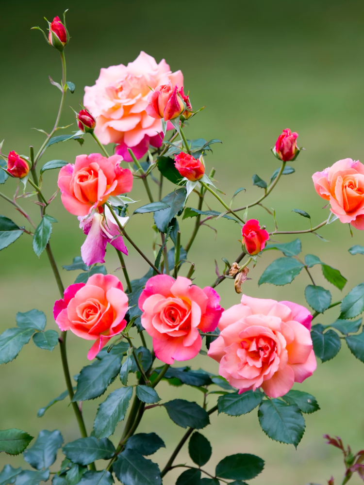 A pink rose bush.