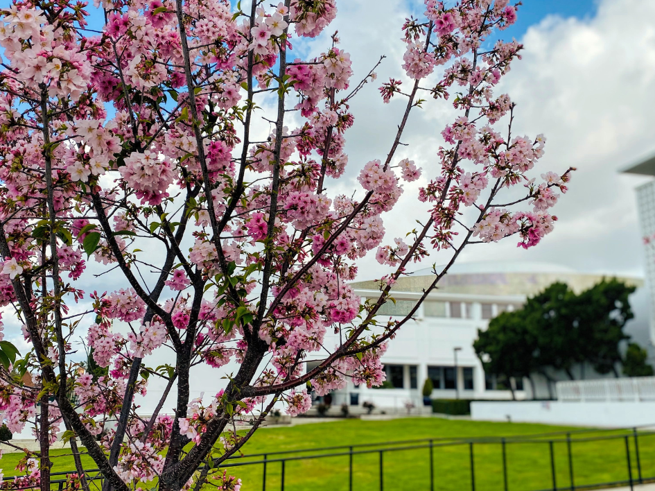 A tree covered in pink blossoms is in full bloom against a partly cloudy blue sky. In the background, there’s a green lawn and the Alhambra Library building.